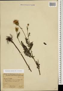 Klasea radiata subsp. radiata, Кавказ, Армения (K5) (Армения)