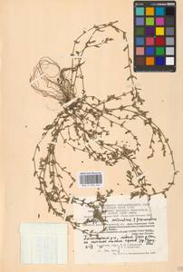 Спорыш птичий, Горец птичий L., Восточная Европа, Московская область и Москва (E4a) (Россия)