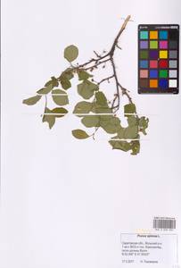Слива колючая, Терн L., Восточная Европа, Нижневолжский район (E9) (Россия)