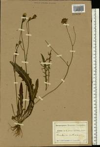 Scorzoneroides autumnalis subsp. autumnalis, Восточная Европа, Центральный лесостепной район (E6) (Россия)
