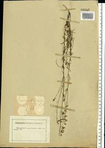 Колокольчик круглолистный L., Восточная Европа, Центральный лесостепной район (E6) (Россия)