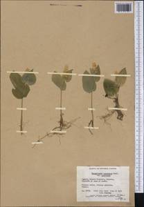 Maianthemum canadense Desf., Америка (AMER) (Канада)