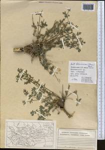 Жабрица леманновская (Bunge) Boiss., Средняя Азия и Казахстан, Памир и Памиро-Алай (M2) (Таджикистан)