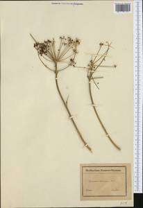 Opopanax chironium (L.) W. D. J. Koch, Западная Европа (EUR) (Франция)