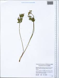 Гирчовник татарский Hoffm., Сибирь, Прибайкалье и Забайкалье (S4) (Россия)