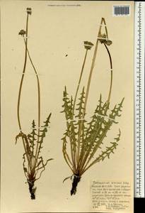 Одуванчик китайский Kitag., Монголия (MONG) (Монголия)