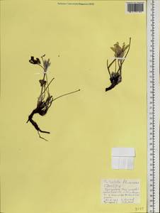 Прострел желтеющий (Zucc.) Zāmelis, Сибирь, Центральная Сибирь (S3) (Россия)