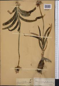 Лук каролинский Redouté, Средняя Азия и Казахстан, Джунгарский Алатау и Тарбагатай (M5) (Казахстан)