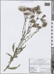 Cirsium arvense var. vestitum Krock. ex E. Wimm. & Grab., Крым (KRYM) (Россия)