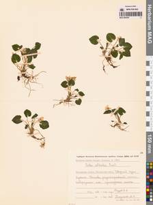 Фиалка Селькирка Pursh ex Goldie, Сибирь, Чукотка и Камчатка (S7) (Россия)