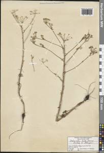 Elaeosticta aurea (Boiss.) Menemen, Зарубежная Азия (ASIA) (Турция)