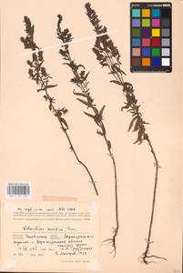 MHA 0 161 928, Зубчатка обыкновенная Moench, Восточная Европа, Восточный район (E10) (Россия)