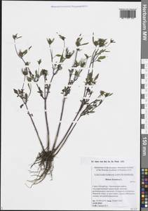 Череда олиственная, Череда многолистная L., Восточная Европа, Северо-Западный район (E2) (Россия)