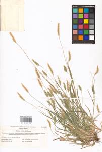 Щетинник зеленый (L.) P.Beauv., Восточная Европа, Нижневолжский район (E9) (Россия)