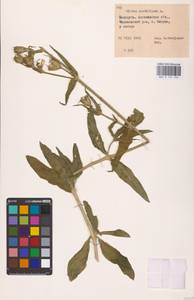 Смолевка ночецветная L., Восточная Европа, Белоруссия (E3a) (Белоруссия)