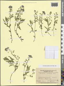 Вероника цветоножковая M.Bieb., Кавказ, Черноморское побережье (от Новороссийска до Адлера) (K3) (Россия)