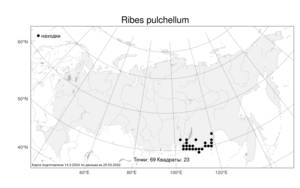 Ribes pulchellum, Смородина красивенькая Turcz., Атлас флоры России (FLORUS) (Россия)