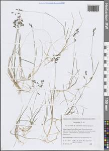 Мятлик арктический R.Br., Сибирь, Якутия (S5) (Россия)