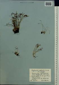 Костенец северный (L.) Hoffm., Восточная Европа, Северный район (E1) (Россия)