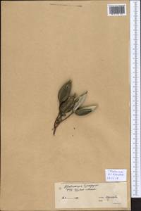 Malvaceae, Зарубежная Азия (ASIA) (КНР)