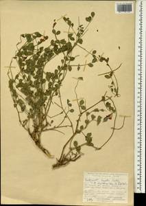 Hedysarum huetii Boiss., Зарубежная Азия (ASIA) (Турция)