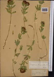 Клевер люпиновый L., Средняя Азия и Казахстан, Джунгарский Алатау и Тарбагатай (M5) (Казахстан)