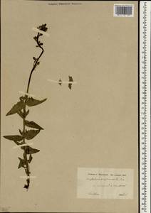 Scrophularia amplexicaulis Benth., Зарубежная Азия (ASIA) (Иран)