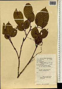 Dacryodes rugosa (Bl.) H. J. Lam, Зарубежная Азия (ASIA) (Малайзия)