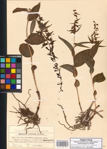 Epipactis persica (Soó) Hausskn. ex Nannf., Кавказ, Грузия (K4) (Грузия)