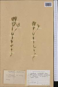 Золототысячник красивый (Sw.) Druce, Западная Европа (EUR) (Болгария)