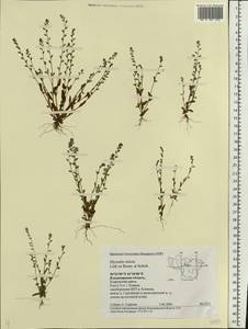 Незабудка прямостоячая Link ex Roem. & Schult., Восточная Европа, Центральный район (E4) (Россия)