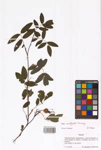 Шиповник даурский Pall., Сибирь, Дальний Восток (S6) (Россия)