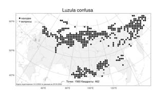 Luzula confusa, Ожика спутанная Lindeb., Атлас флоры России (FLORUS) (Россия)