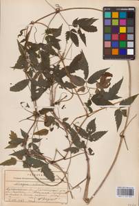 Княжик сибирский (L.) Mill., Восточная Европа, Северный район (E1) (Россия)