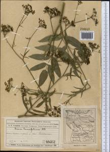 Поручейник сахарный L., Средняя Азия и Казахстан, Муюнкумы, Прибалхашье и Бетпак-Дала (M9) (Казахстан)