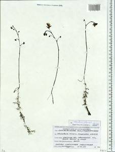 Пузырчатка обыкновенная L., Восточная Европа, Белоруссия (E3a) (Белоруссия)