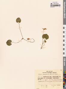 Viola epipsila subsp. repens (Turcz.) W.Becker, Сибирь, Чукотка и Камчатка (S7) (Россия)