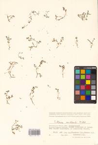 Толстянка Вайяна (Willd.) Roth, Восточная Европа, Нижневолжский район (E9) (Россия)