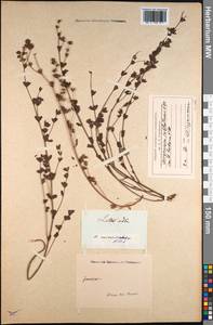Лядвенец дорикниум L., Зарубежная Азия (ASIA) (Индия)