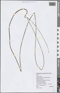 Aponogeton nateshii S.R.Yadav, Зарубежная Азия (ASIA) (Индия)