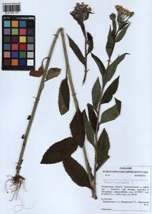 Senecio nemorensis subsp. nemorensis, Сибирь, Алтай и Саяны (S2) (Россия)