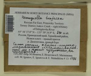 Herzogiella turfacea (Lindb.) Z. Iwats., Гербарий мохообразных, Мхи - Дальний Восток (без Чукотки и Камчатки) (B20) (Россия)