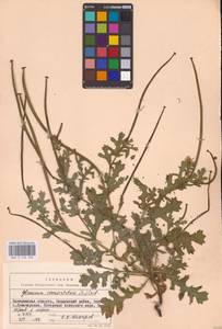 Мачок рогатый (L.) Rudolph, Восточная Европа, Южно-Украинский район (E12) (Украина)