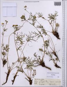 Лапчатка, Средняя Азия и Казахстан, Северный и Центральный Тянь-Шань (M4) (Киргизия)