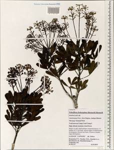 Neocussonia fosbergiana (Bernardi) Lowry, G. M. Plunkett, Gostel & Frodin, Африка (AFR) (Мадагаскар)