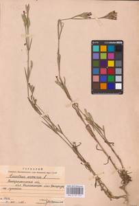 Гвоздика армериевидная L., Восточная Европа, Западно-Украинский район (E13) (Украина)