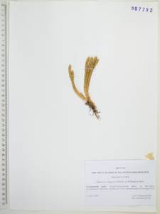 Баранец обыкновенный (L.) Bernh., Сибирь, Дальний Восток (S6) (Россия)