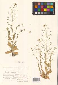 Крупка дубравная L., Восточная Европа, Нижневолжский район (E9) (Россия)