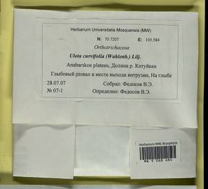 Ulota curvifolia (Wahlenb.) Sw., Гербарий мохообразных, Мхи - Красноярский край, Тыва и Хакасия (B17) (Россия)