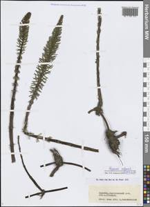 Хвостник обыкновенный, Водяная сосенка L., Сибирь, Прибайкалье и Забайкалье (S4) (Россия)